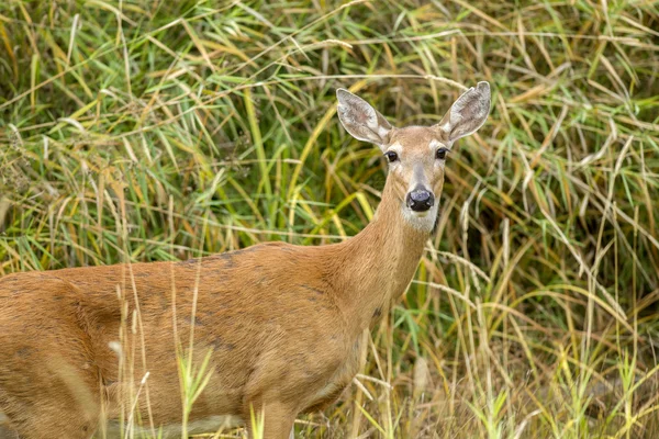 Portrait of deer. — Stock Photo, Image