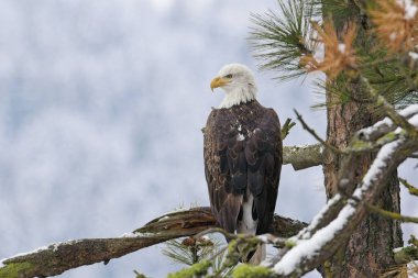 Kışın Coeur d 'Alene, Idaho yakınlarındaki bir çam ağacına tünemiş bir Amerikan kel kartalı..