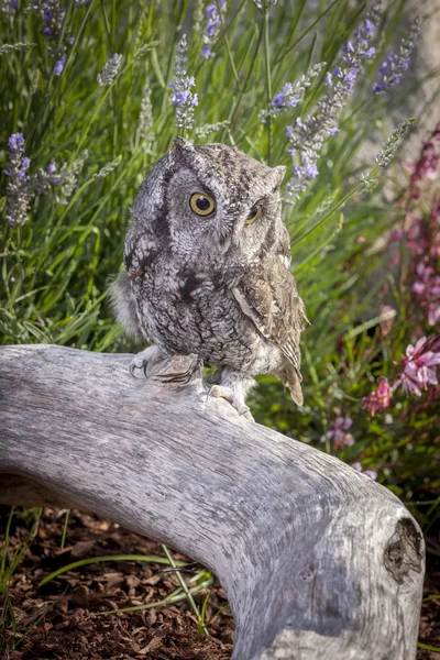 Schattig screech owl op log. — Stockfoto