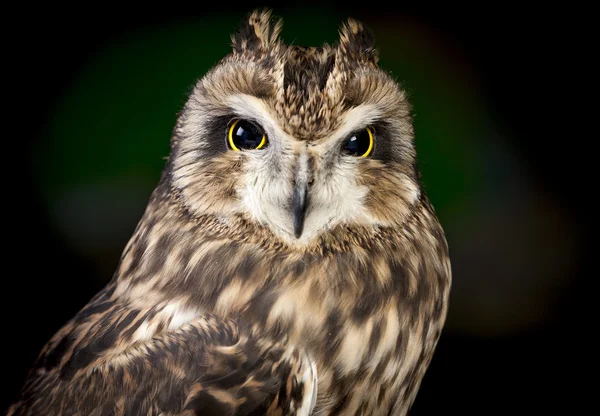 Close up van korte eared owl. — Stockfoto