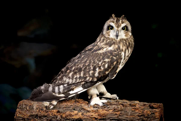 Kurzohreule. — Stockfoto