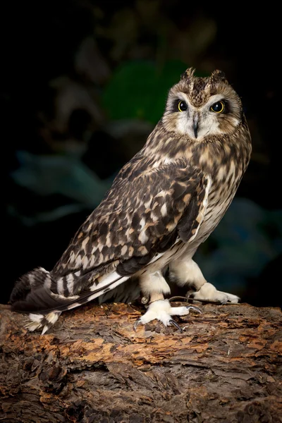 Binnen uil portret. — Stockfoto