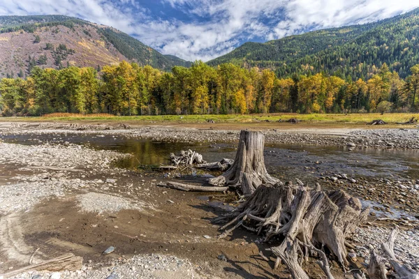 Baumstumpf neben Bach. — Stockfoto