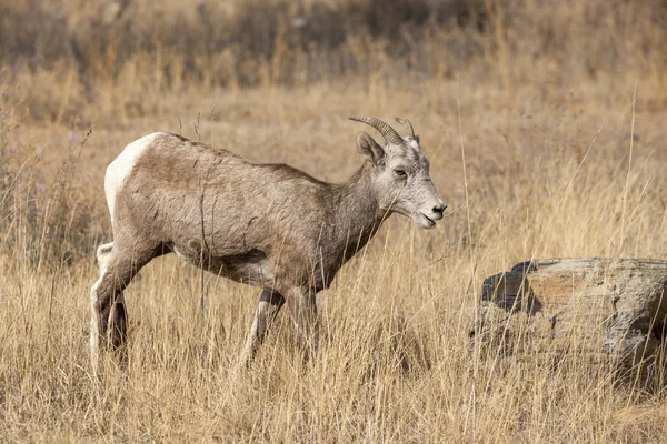 Owiec Bighorn w dziedzinie. — Zdjęcie stockowe