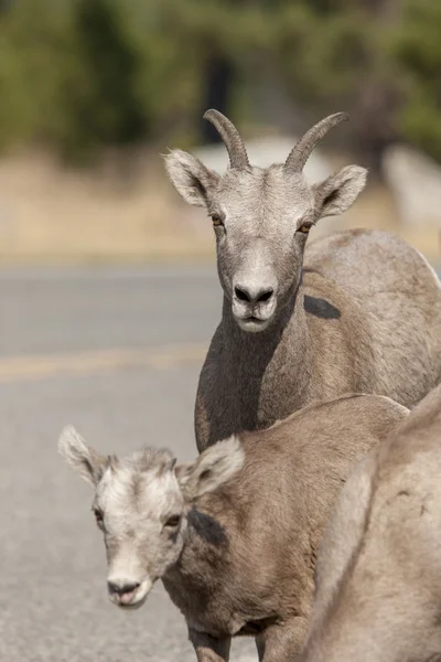 Madre y bebé oveja bighorn . — Foto de Stock