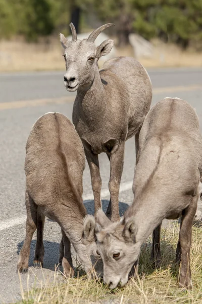 Owiec bighorn młodych. — Zdjęcie stockowe