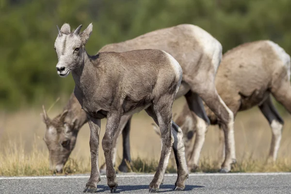 Joven bighorn en la carretera . — Foto de Stock