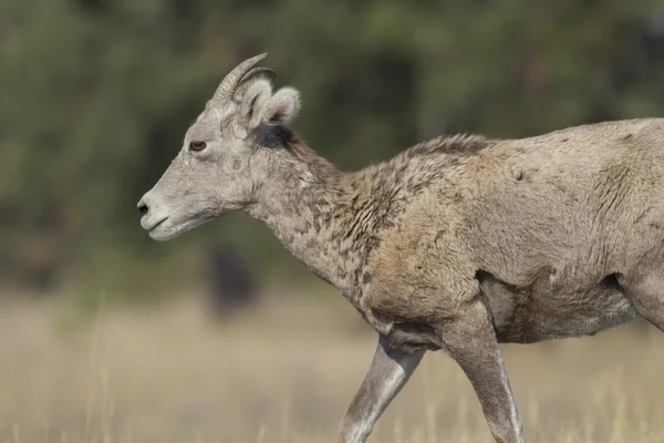 बिगॉर्न भेड़ की प्रोफ़ाइल . — स्टॉक फ़ोटो, इमेज