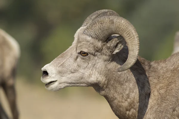 Profiel van:: mannelijke dikhoornschaap close-up. — Stockfoto