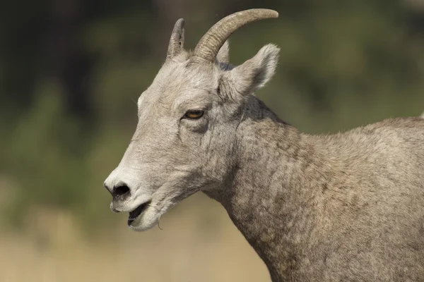 Dikhoornschaap kauwen op het gras. — Stockfoto