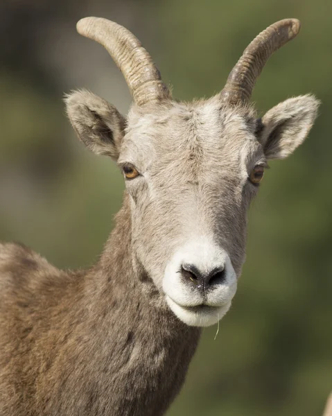 Retrato de oveja bighorn . —  Fotos de Stock