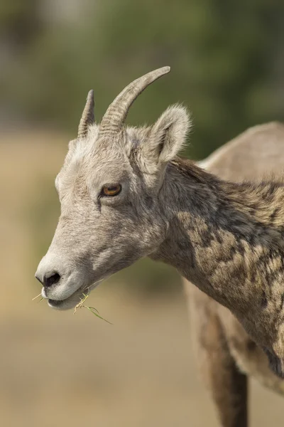 Owiec bighorn ładny. — Zdjęcie stockowe