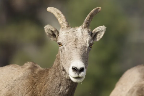 Bliska portret owiec bighorn. — Zdjęcie stockowe