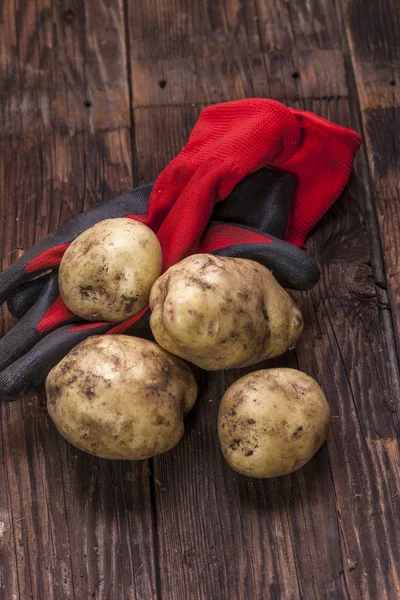 Potatoes on top of garden gloves. — Stock Photo, Image