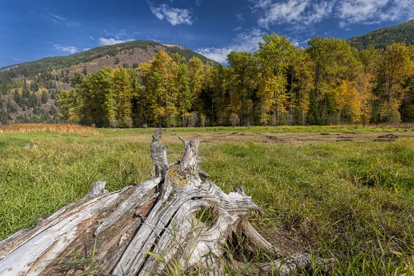 Stump leads to trees in background. Stock Photo