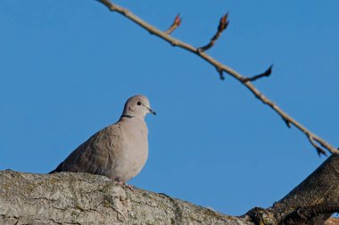 Avrasyalı bir güvercin kuzey Idaho 'da bir dala tünemiş..