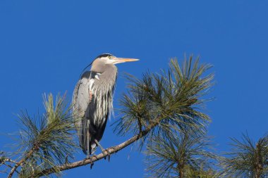 Büyük mavi balıkçıl, Coeur d 'Alene, Idaho yakınlarında güneşli bir günde bir çam ağacının dalında duruyor..