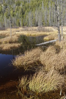 Sulak çimenlerde kümeleri.
