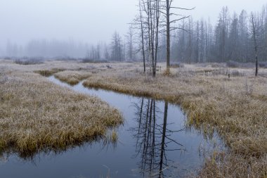 Sulak alanlar sakin stream.