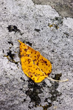 Kayanın üzerine sarı yaprak.