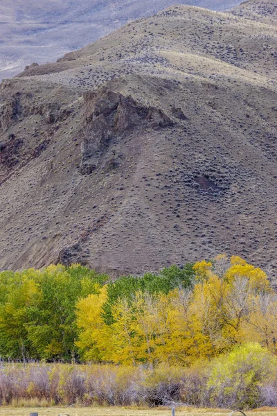 Yellow trees by hill. — Stock Photo, Image