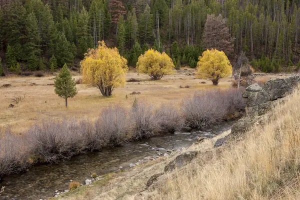 A patak őszi fák. — Stock Fotó