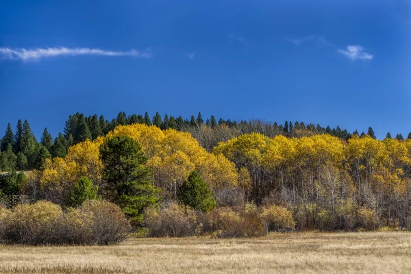 Κίτρινο πλατύφυλλα δέντρα φθινόπωρο. — Φωτογραφία Αρχείου