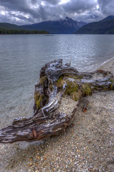 Bois flotté au bord du lac . — Photo