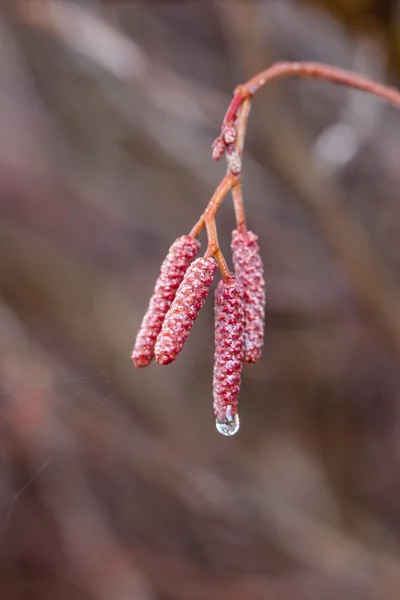 Wassertropfen hängt an Pflanze. — Stockfoto