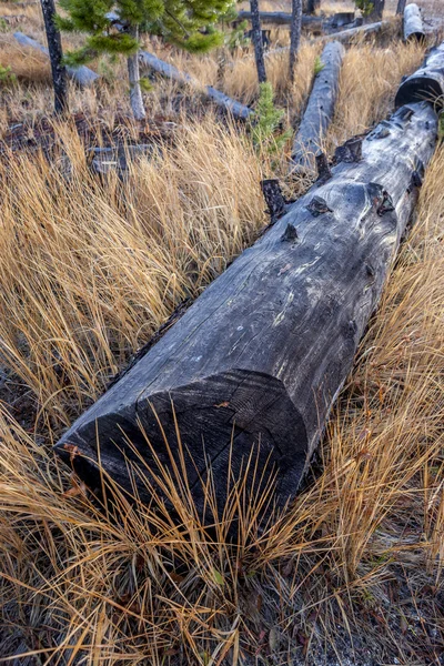 Árbol caído en hierba marrón . —  Fotos de Stock