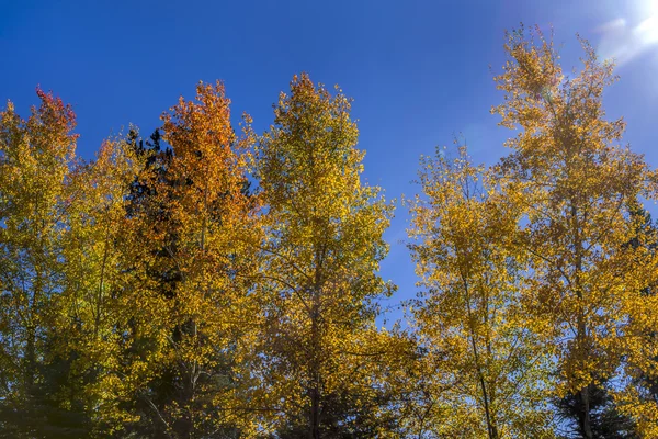 Alberi retroilluminati in autunno . — Foto Stock