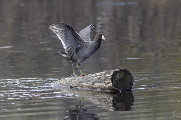 Coot abas asas enquanto no log . — Fotografia de Stock