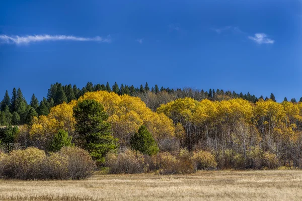 Yellow leaved autumn trees. Stock Image