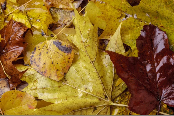 Primo piano delle foglie autunnali bagnate . — Foto Stock