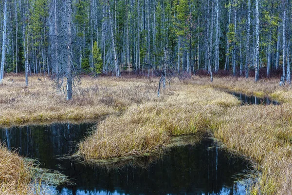 Спокойные и спокойные водно-болотные угодья . — стоковое фото