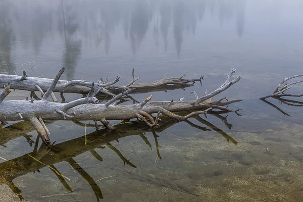 Primer plano de árboles en el agua . — Foto de Stock
