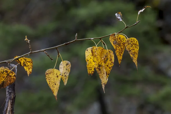 Коричневые пятнистые листья . — стоковое фото