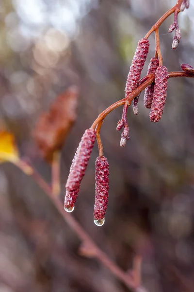 Pflanze mit Wassertropfen. — Stockfoto