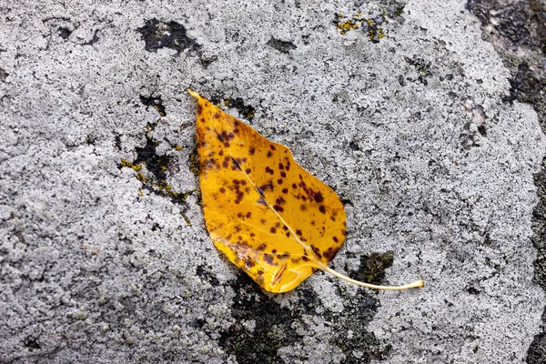 Braun geflecktes gelbes Blatt auf Felsen. — Stockfoto
