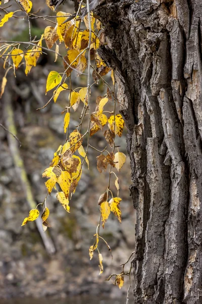 Sarı yapraklar asılı.