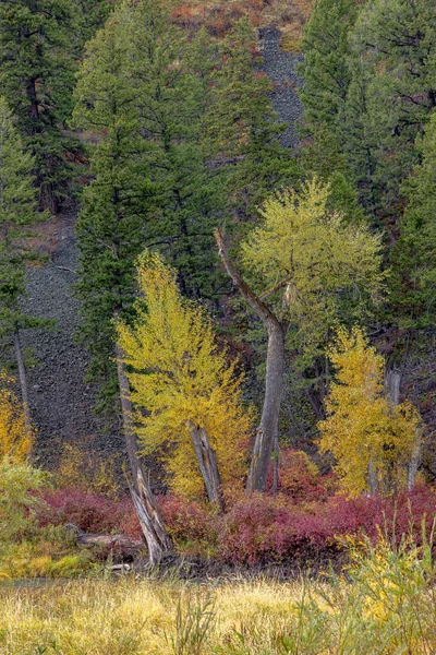 Gelbe Bäume an einem Baumstumpf. — Stockfoto