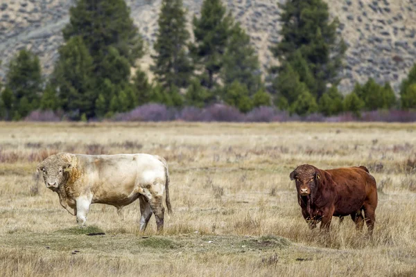 Two bulls in the field. — Stock Photo, Image