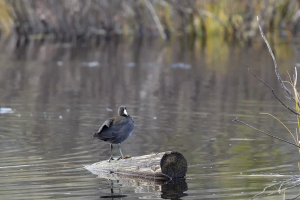 Coot posado en el tronco . —  Fotos de Stock