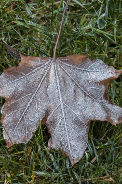 Işık Frost'un üzerinde yaprak.