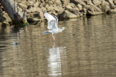 Martı ile yakalanan balık havaya uçuyor.