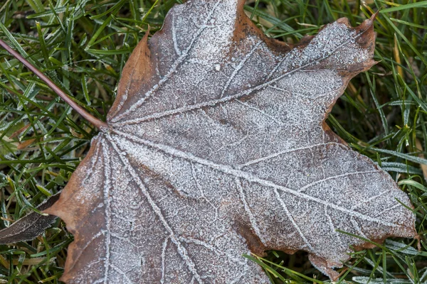 Gros plan de givre sur une feuille . — Photo