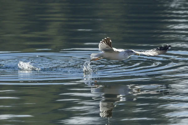 Seagull takes off from water. — Stock Photo, Image