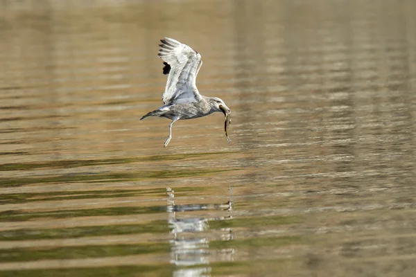 Gaivota com peixe no bico . — Fotografia de Stock