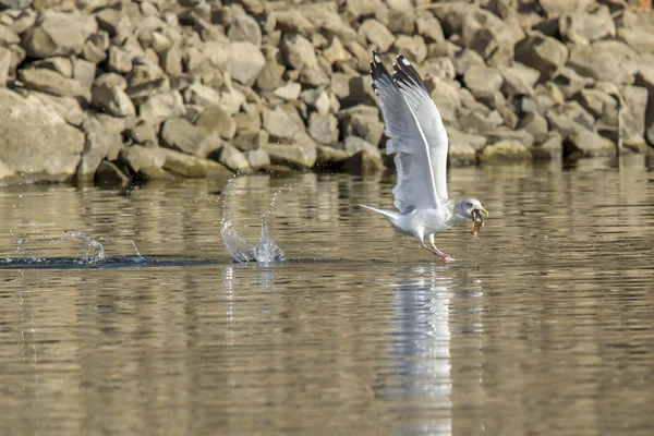 Seagull vliegt weg met vis in snavel. — Stockfoto