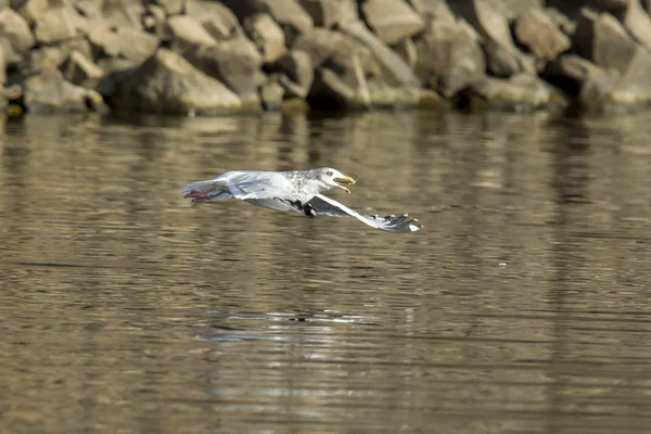 Gaivota voa logo acima da água com peixes no bico . — Fotografia de Stock